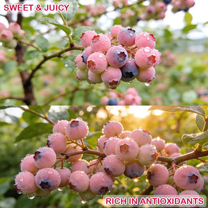 💟Premium Pink Blueberry Seeds-923
