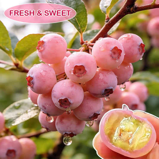 💟Premium Pink Blueberry Seeds-923