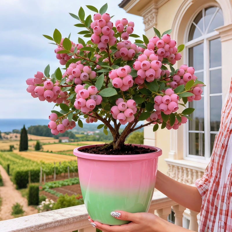 💟Premium Pink Blueberry Seeds-923